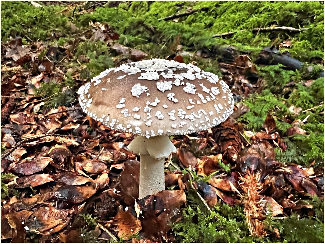 Мухомор пантерный. - Валерия Комова Мухомор пантерный. - Валерия Комова