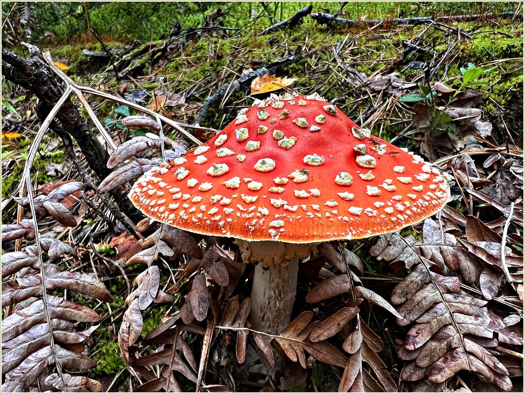 Мухомор красный. - Валерия Комова Мухомор красный. - Валерия Комова