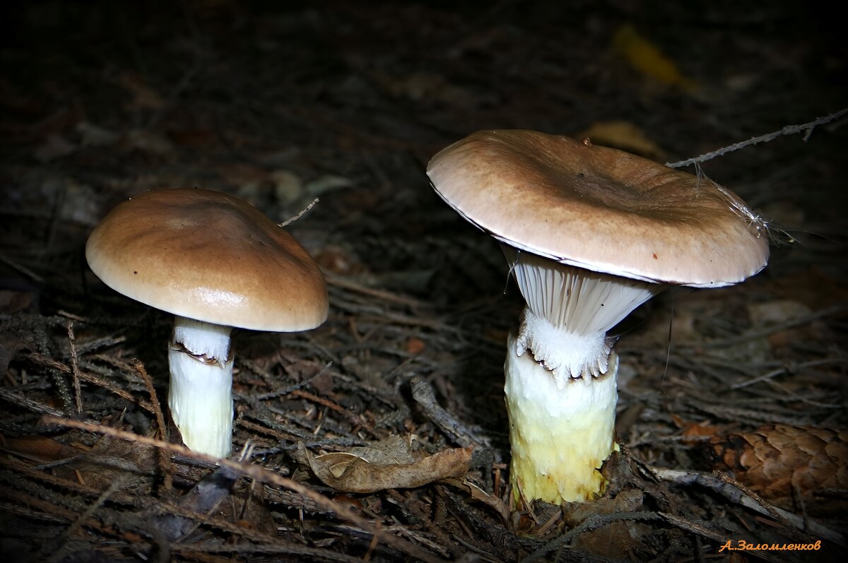 Мокруха еловая - гриб хороший! :-) - Андрей Заломленков