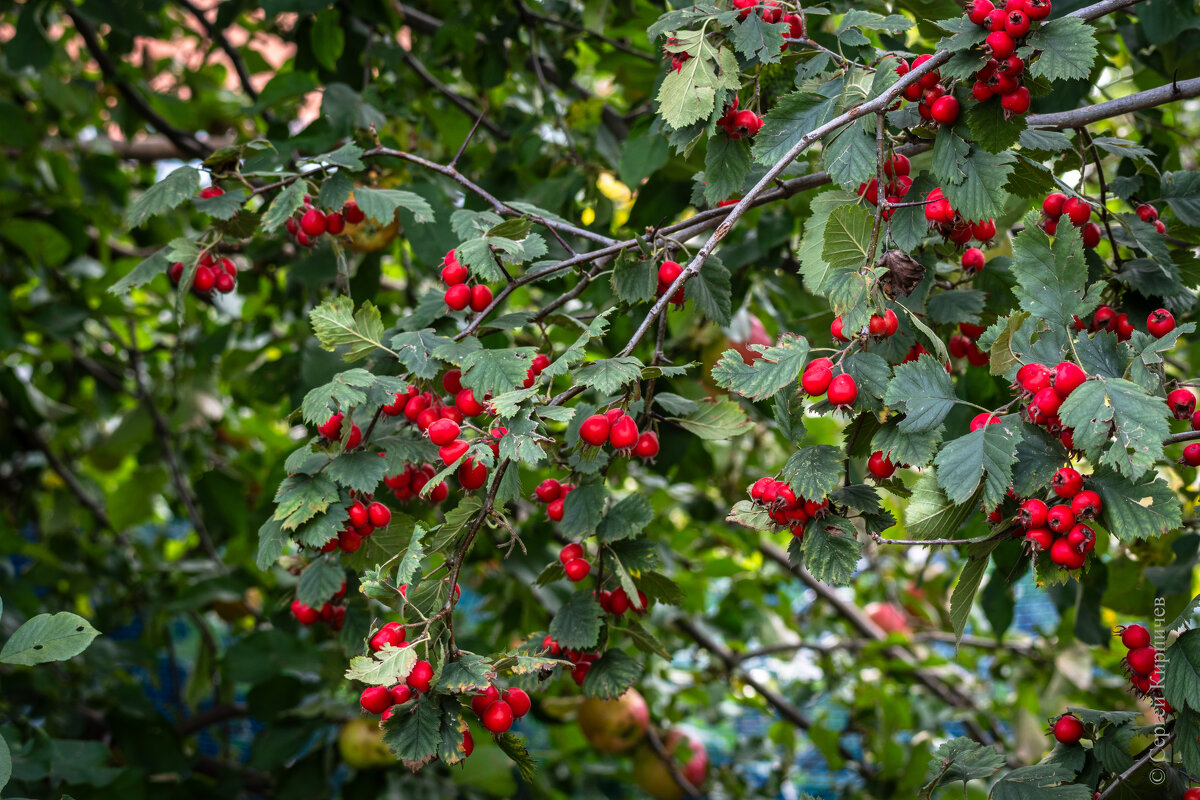 Боярышник. - Сергей К. 