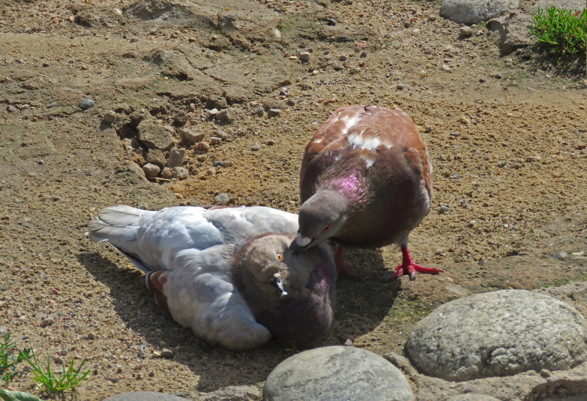 Ну поцелуй же меня - ИРЭН@ . Ну поцелуй же меня - ИРЭН@ .