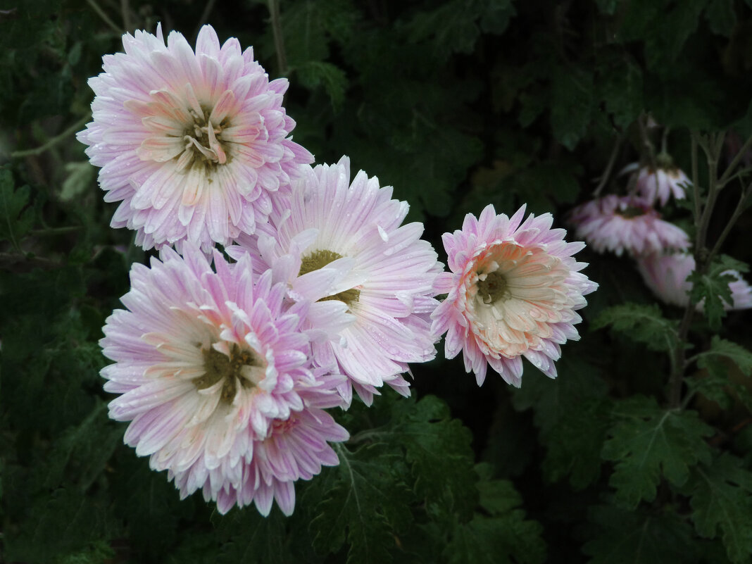Наши  хризантемы - Валентин Семчишин