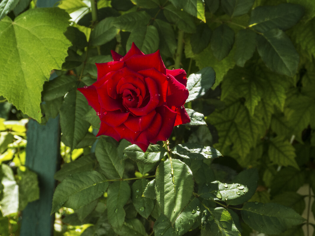 Алая роза икапли росы - Валентин Семчишин