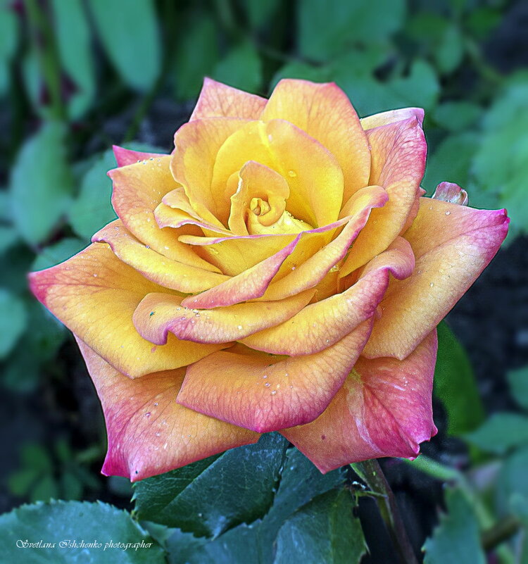 Роза - красота природы - Светлана Ищенко