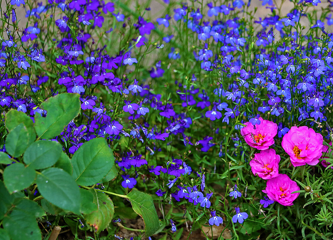 Цветочный "коврик" - Светлана 