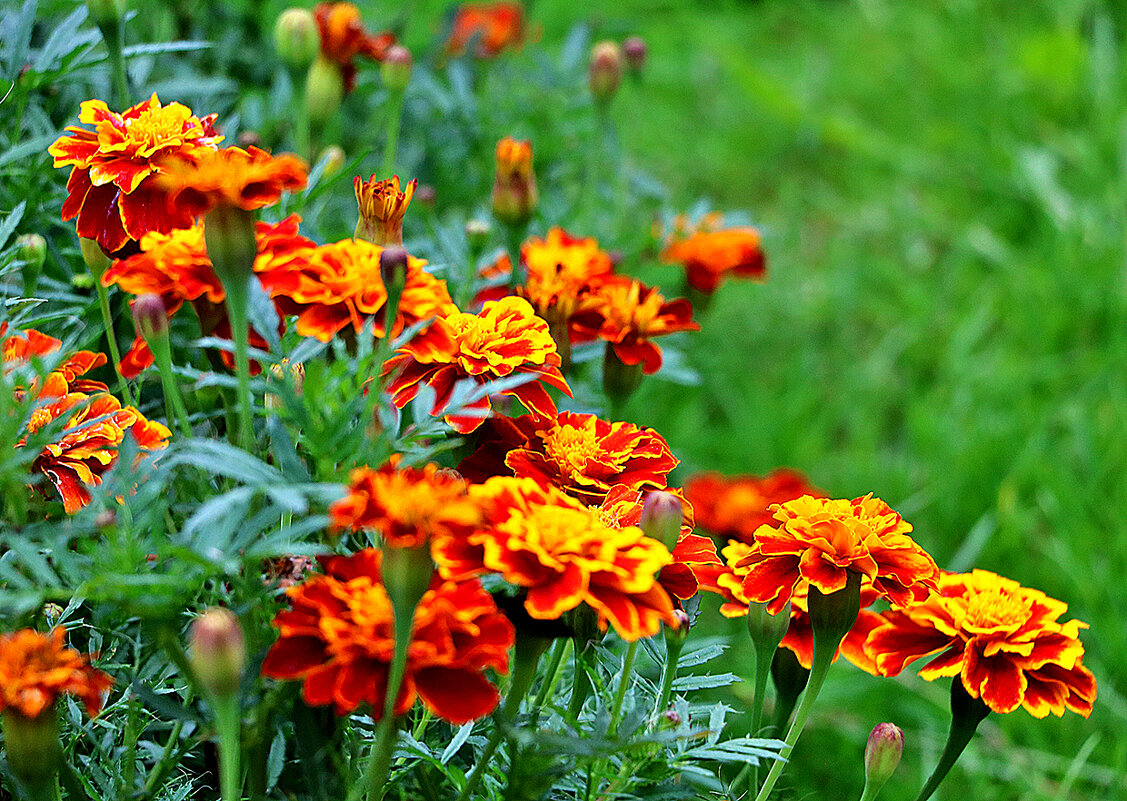 Бархатные бархатцы - Светлана 