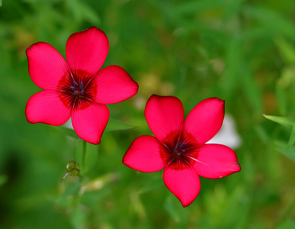 Лён крупноцветковый красный румбум - Светлана 