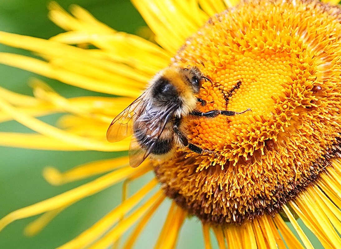 На сборе горного меда - Татьяна Тюменка