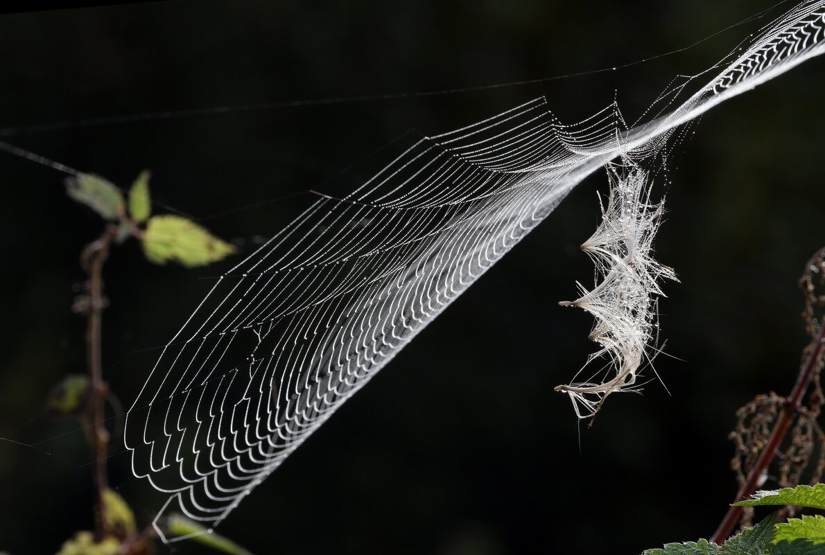 Утро 7 сентября Царицыно - Михаил Бибичков