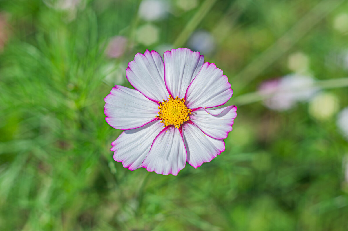 Дачная красота - Александр Филатов