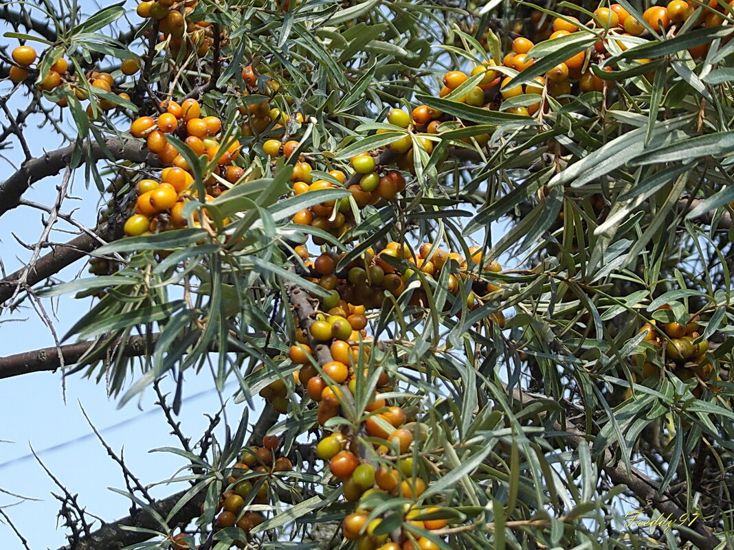 Облепиха - Freddy 97