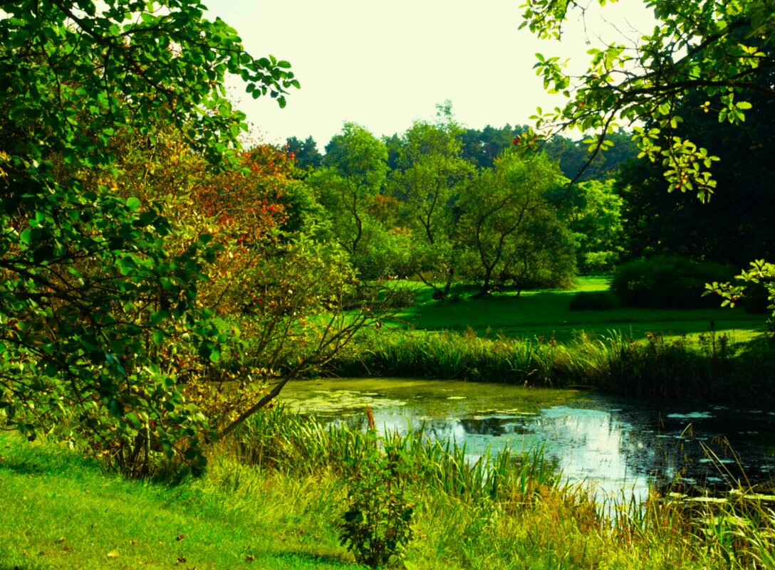 На одном из прудов ботанического сада - Aida10 