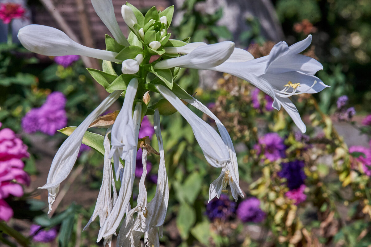 Лилия подорожника - Александр Леонов