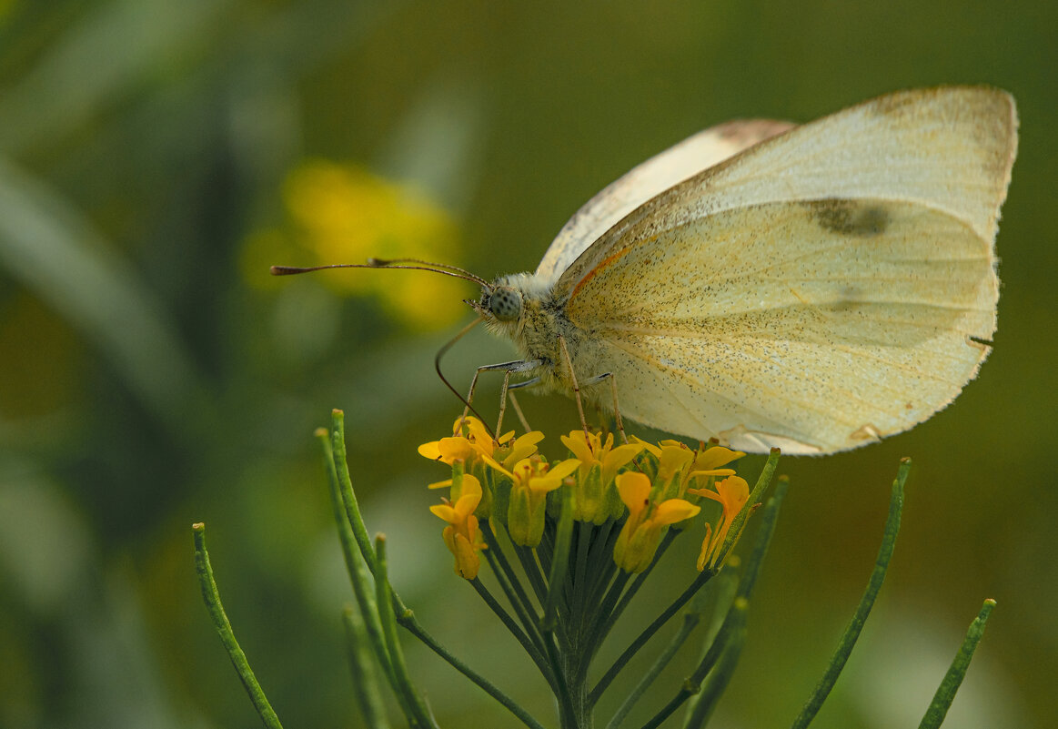 * - Nikolai 888 * - Nikolai 888