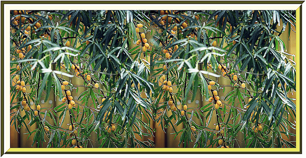 Облепиха - Владимир Кроливец Облепиха - Владимир Кроливец