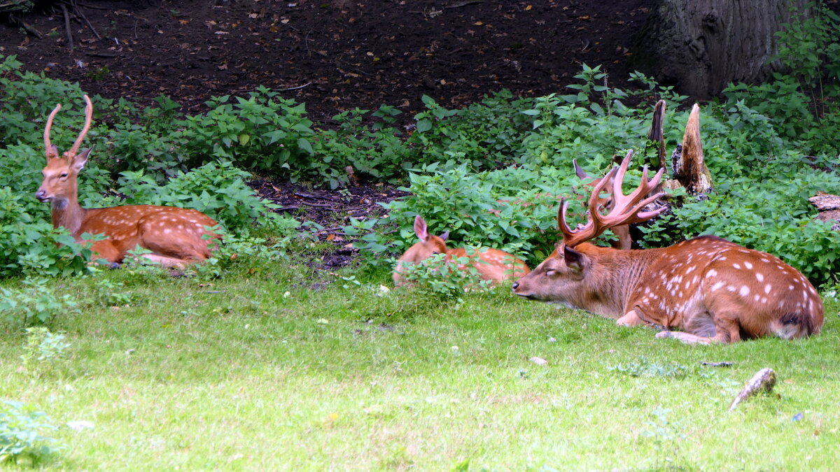 Весна, весна! Как воздух чист! Как ясен небосклон! - "The Natural World" Александер