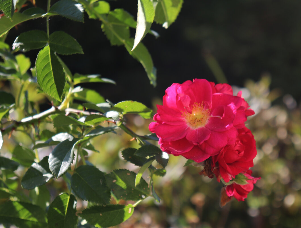 Сентябрьские цветы. - Наталья Лунева Сентябрьские цветы. - Наталья Лунева