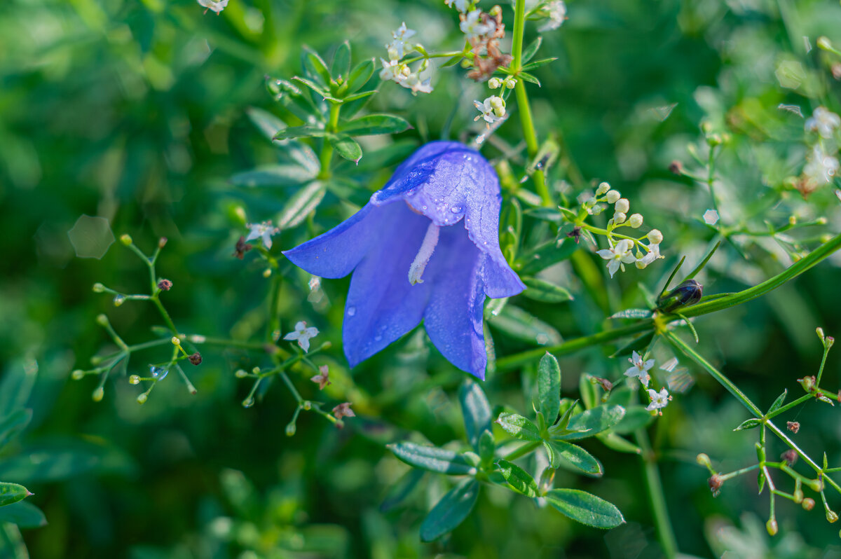 Колокольчики как отдельный вид искусства - Александр Филатов