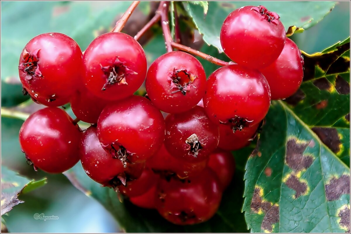 Август... - Aquarius - Сергей