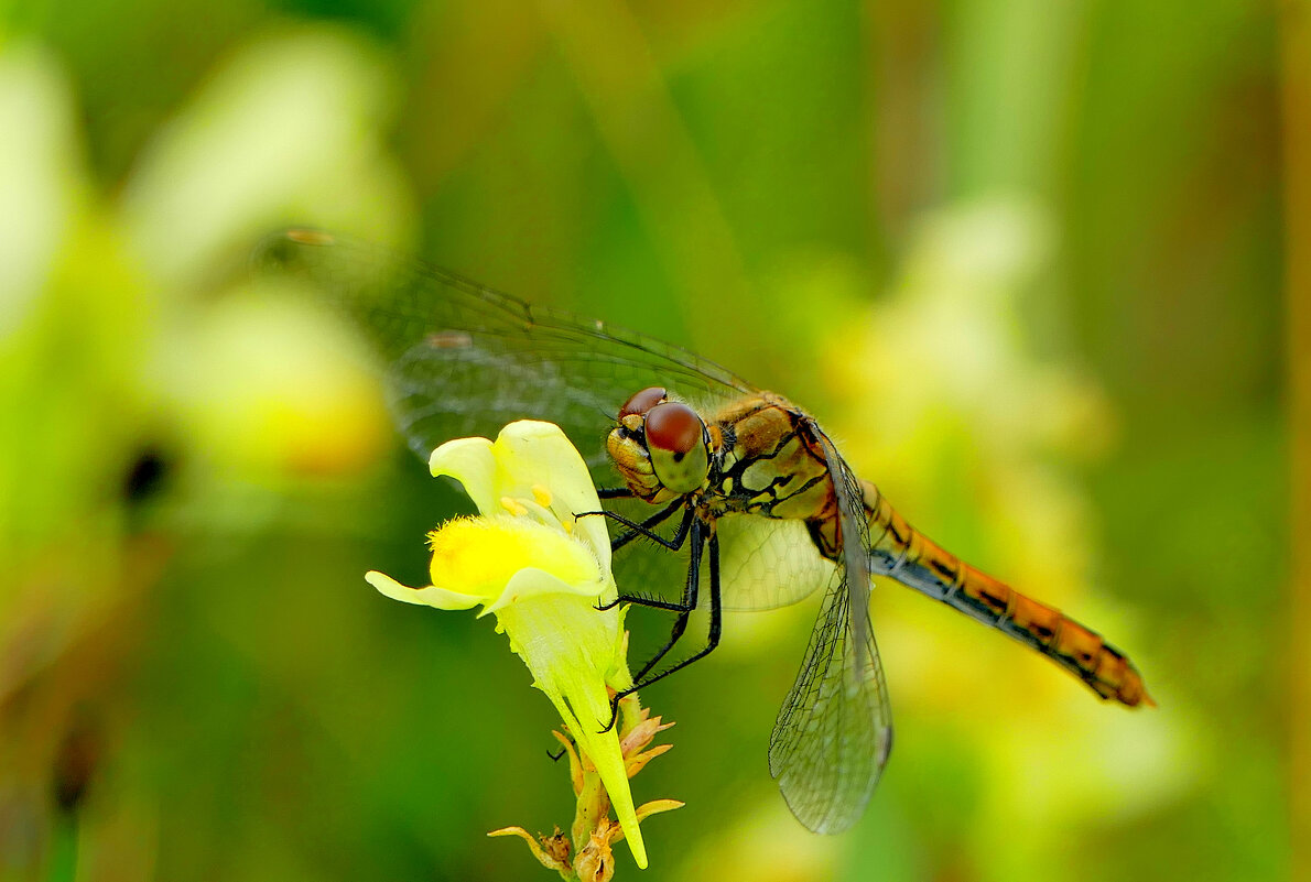 опять про стрекоз 7 - Александр Прокудин опять про стрекоз 7 - Александр Прокудин