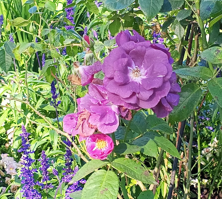 Роза - Сапсан 