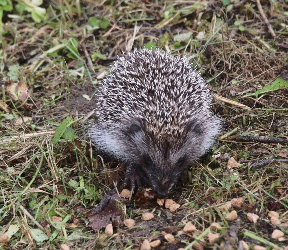 Маленький ёжик - Наталья Герасимова