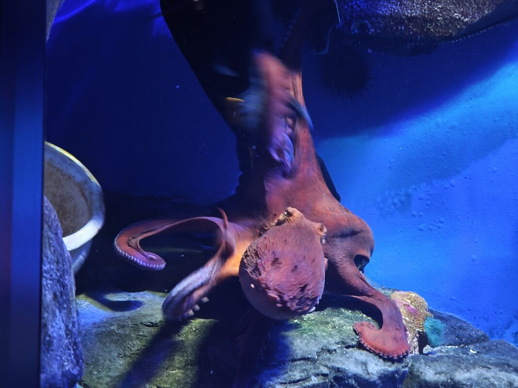 Осьминог - Москвариум на ВДНХ - <<< Наташа >>> Осьминог - Москвариум на ВДНХ - <<< Наташа >>>