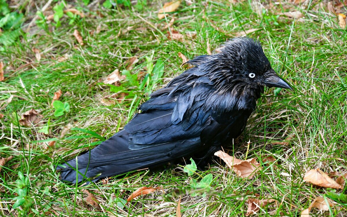 Галка после купания. - Милешкин Владимир Алексеевич 