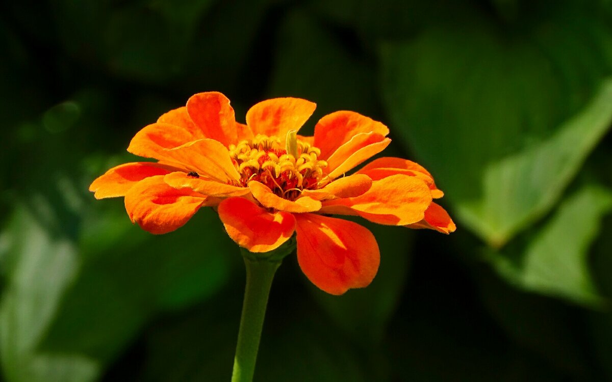 В лучах вечернего солнца. - Милешкин Владимир Алексеевич 