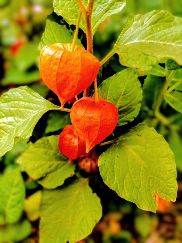 Физалис - Veera V