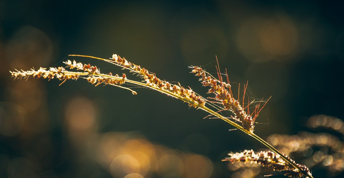 *** - Виктор Иванович Чернюк *** - Виктор Иванович Чернюк