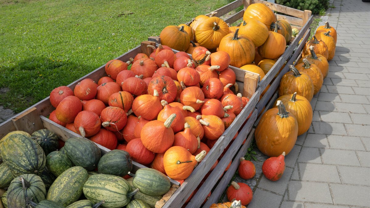 Урожай - vladimir 