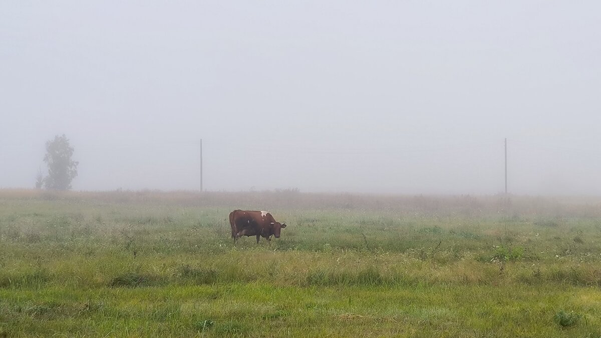 Туман окутал все вокруг. - Ольга 