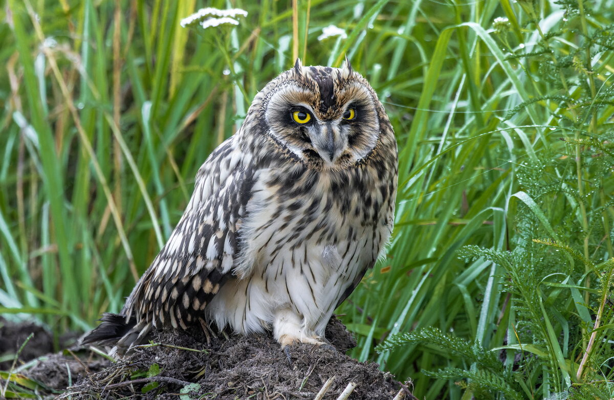 сова болотная - слеток. - юрий макаров сова болотная - слеток. - юрий макаров