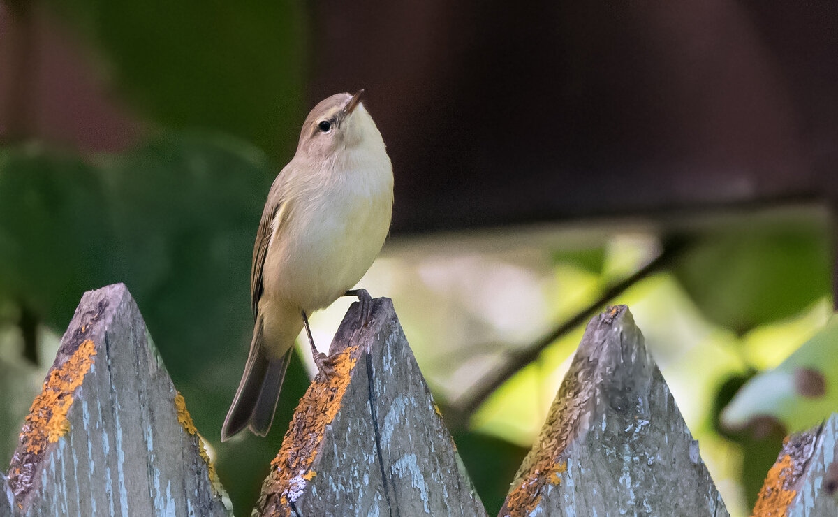 Пеночка - Владимир Безбородов Пеночка - Владимир Безбородов