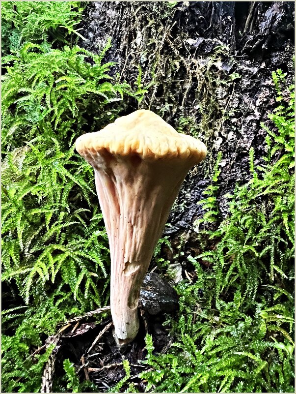 Клавариадельфус пестиковый. - Валерия Комова