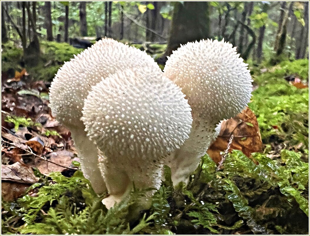 Дождевики. - Валерия Комова