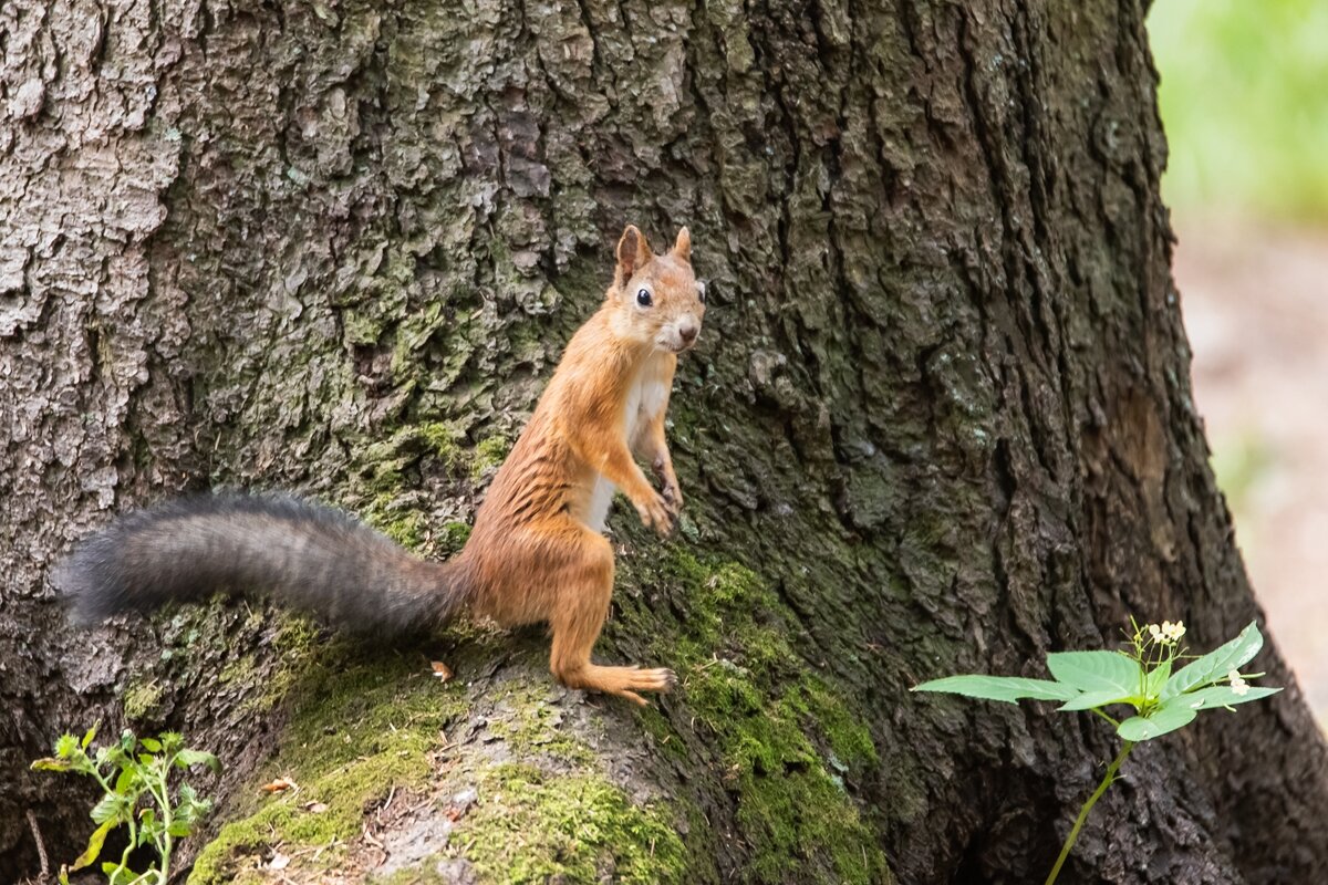 Белочка. - Виктор Евстратов Белочка. - Виктор Евстратов