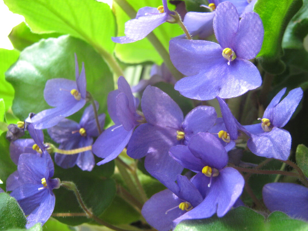 Фиалка - Елена Семигина