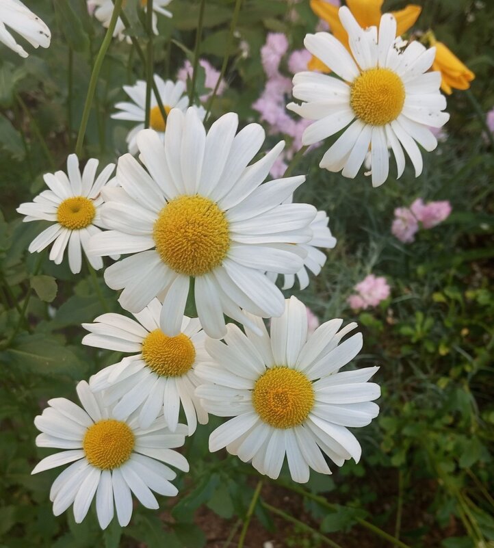 Ромашки напоминают лето - Елена Семигина