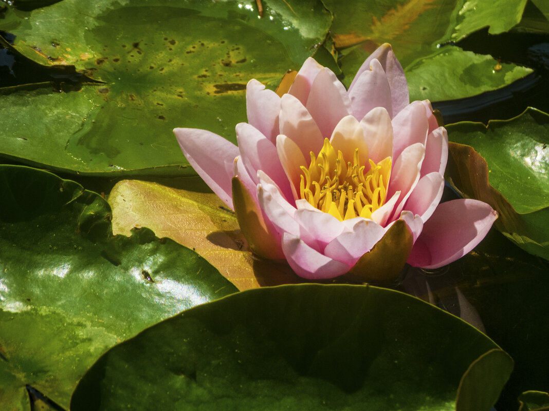 Розовая  лилия - Валентин Семчишин