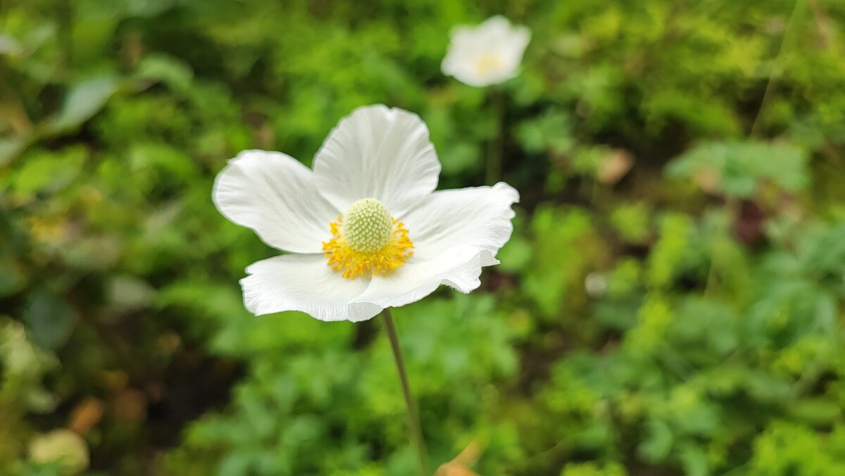 ,,, - Сергей Тимоновский