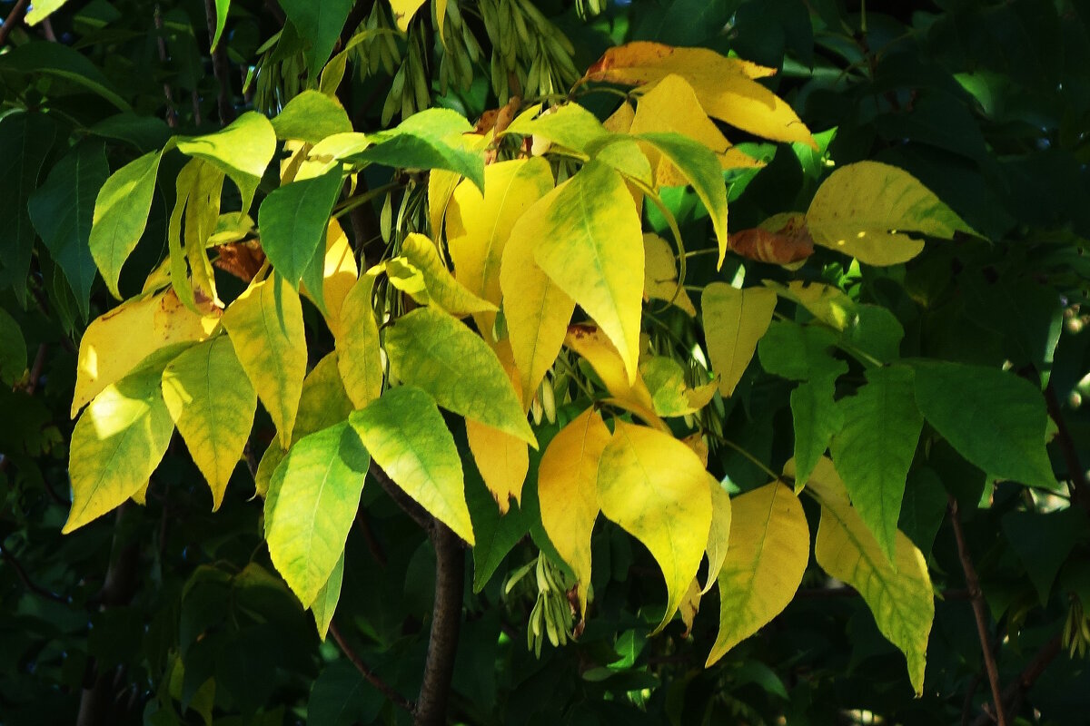 Сентябрьские зарисовки - Рита Симонова