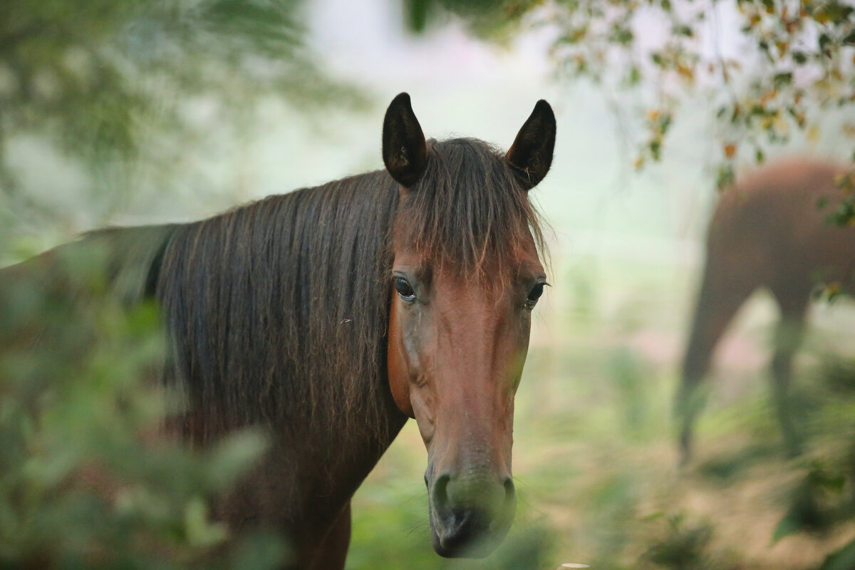 Знакомство - liudmila drake