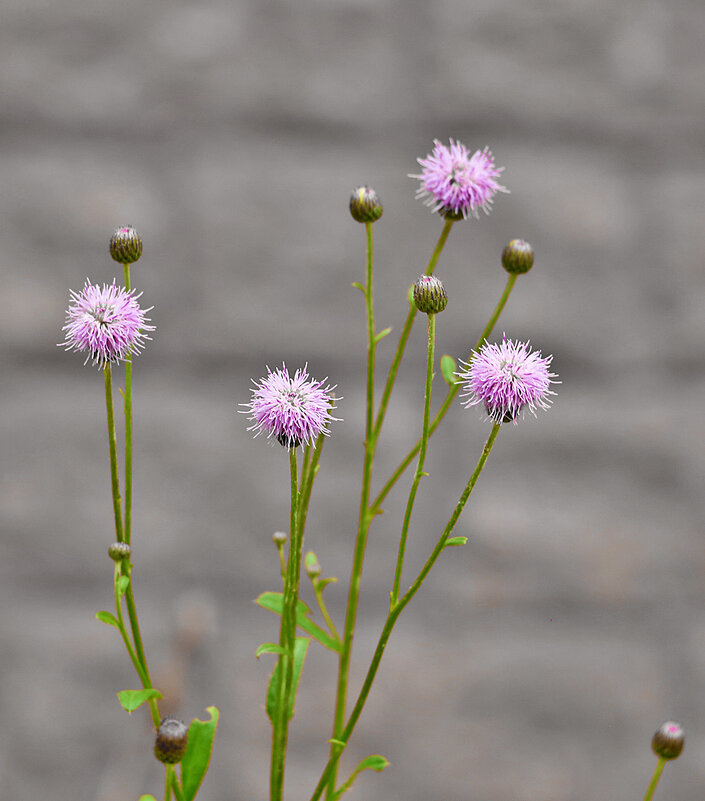 Бодяк полевой - Светлана 