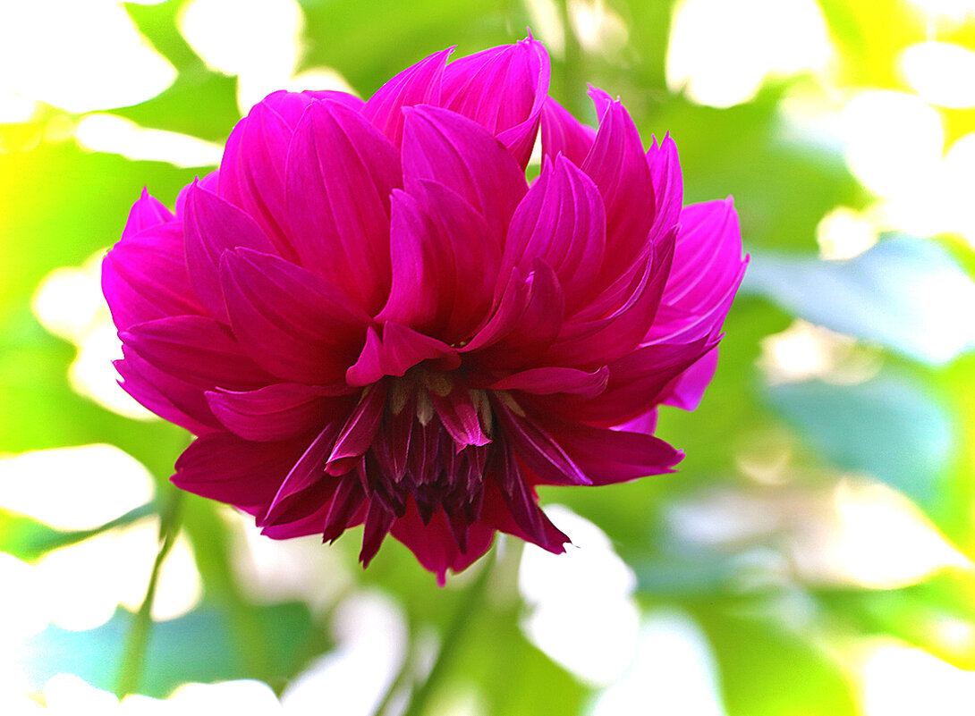 Георгинчик, что невесел, что головушку повесил?.. - Светлана 