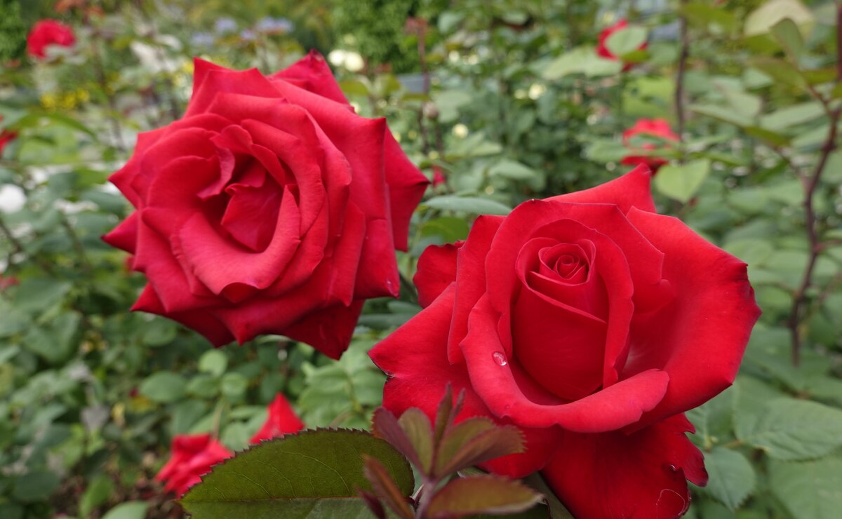 Роза красная...ты прекрасная!... - Галина 