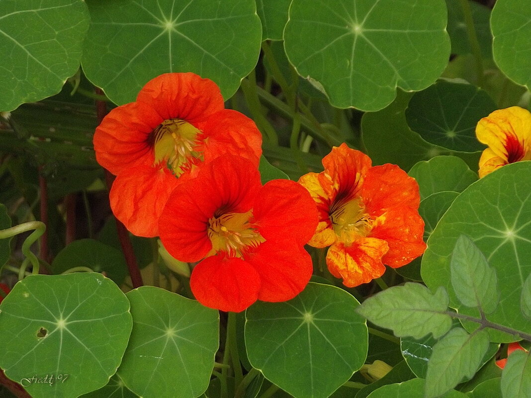 Настурции - Freddy 97