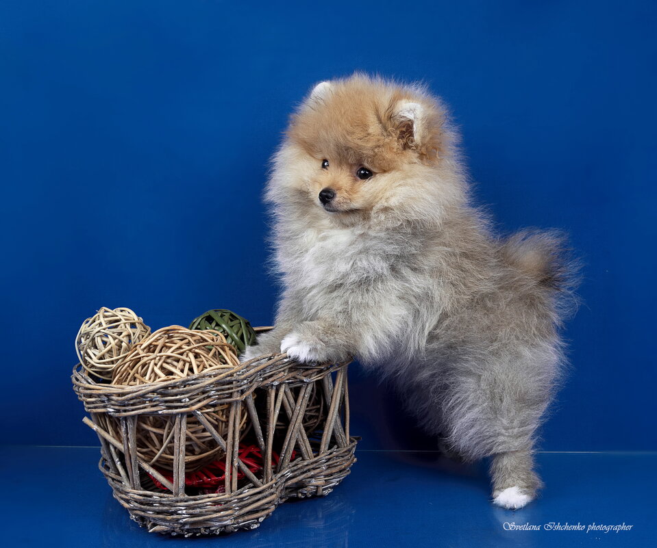 Красавчик - Светлана Ищенко