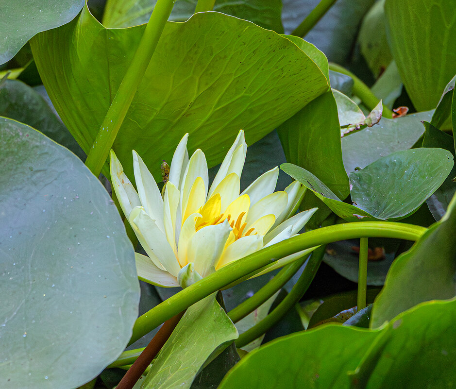 Цветочный этюд на болоте - Юрий Яловенко